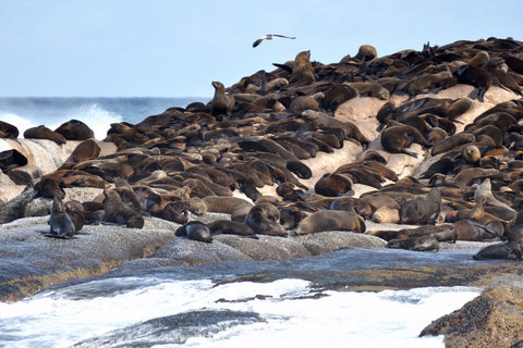Seal Island Cape Town