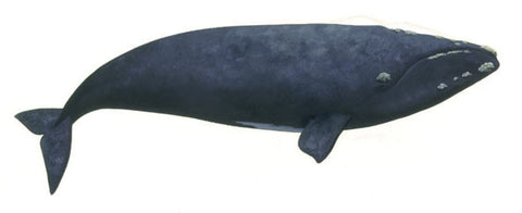 Southern Right Whale, False Bay, Cape Town