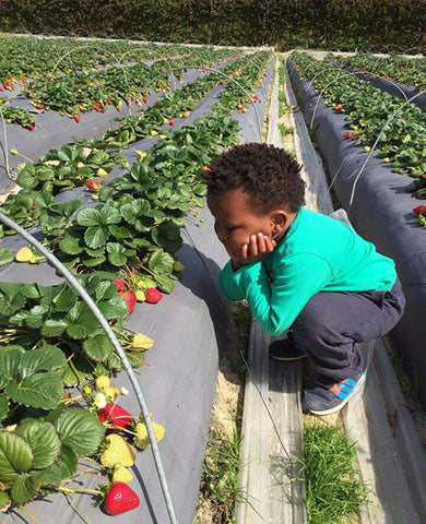Strawberry picking at Polkadraai Farm, Fun Activities For Kids in Cape Town