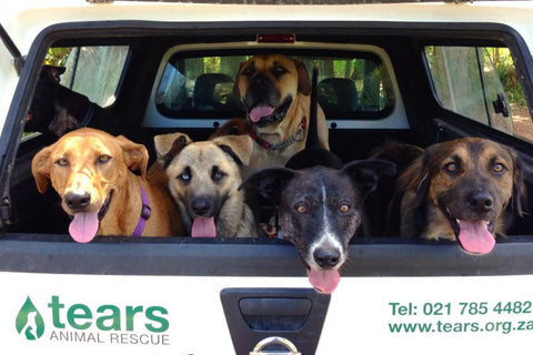 TEARS Animal Rescue Volunteer Cape Town