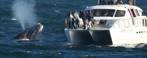 what to do in cape town during winter, whale watching